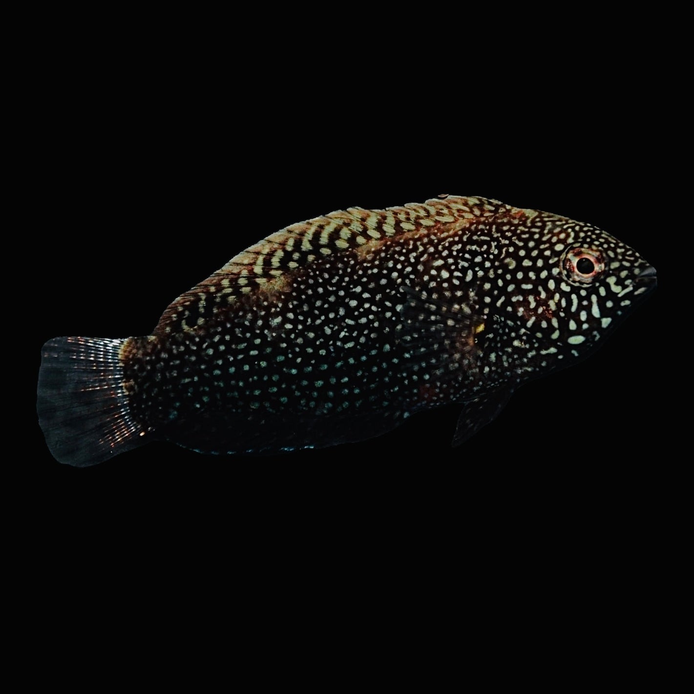 Aquarium Conditioned-Black Leopard Wrasse
