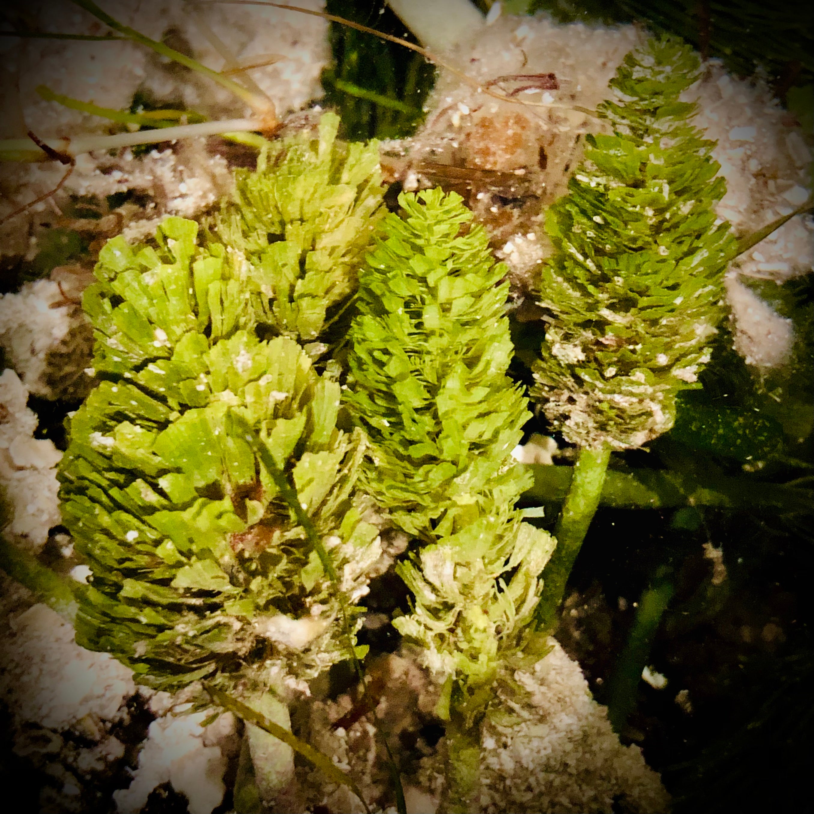 Rooted Pine Cone-Macroalgae