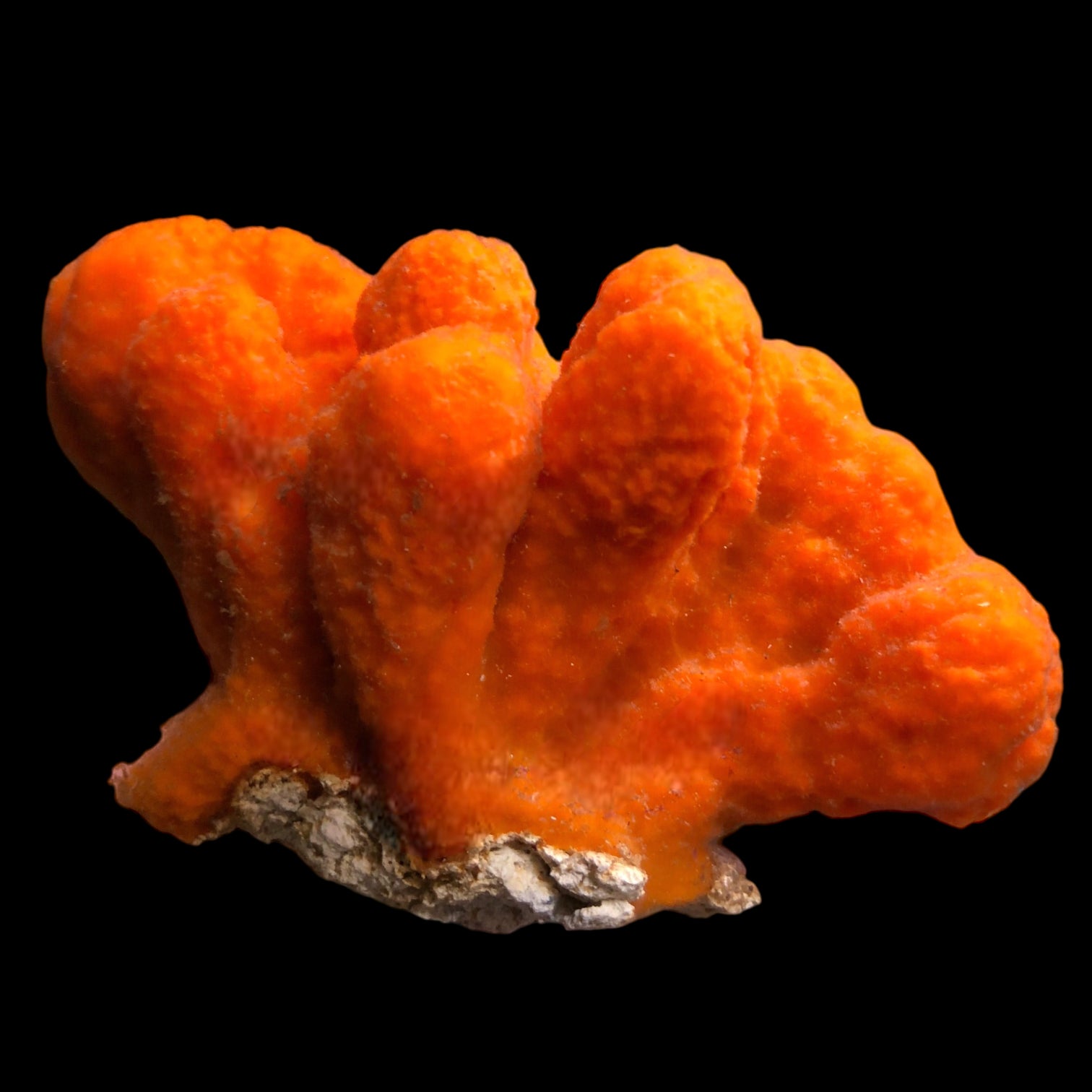 NEW ARRIVAL-Orange Encrusting Sponge