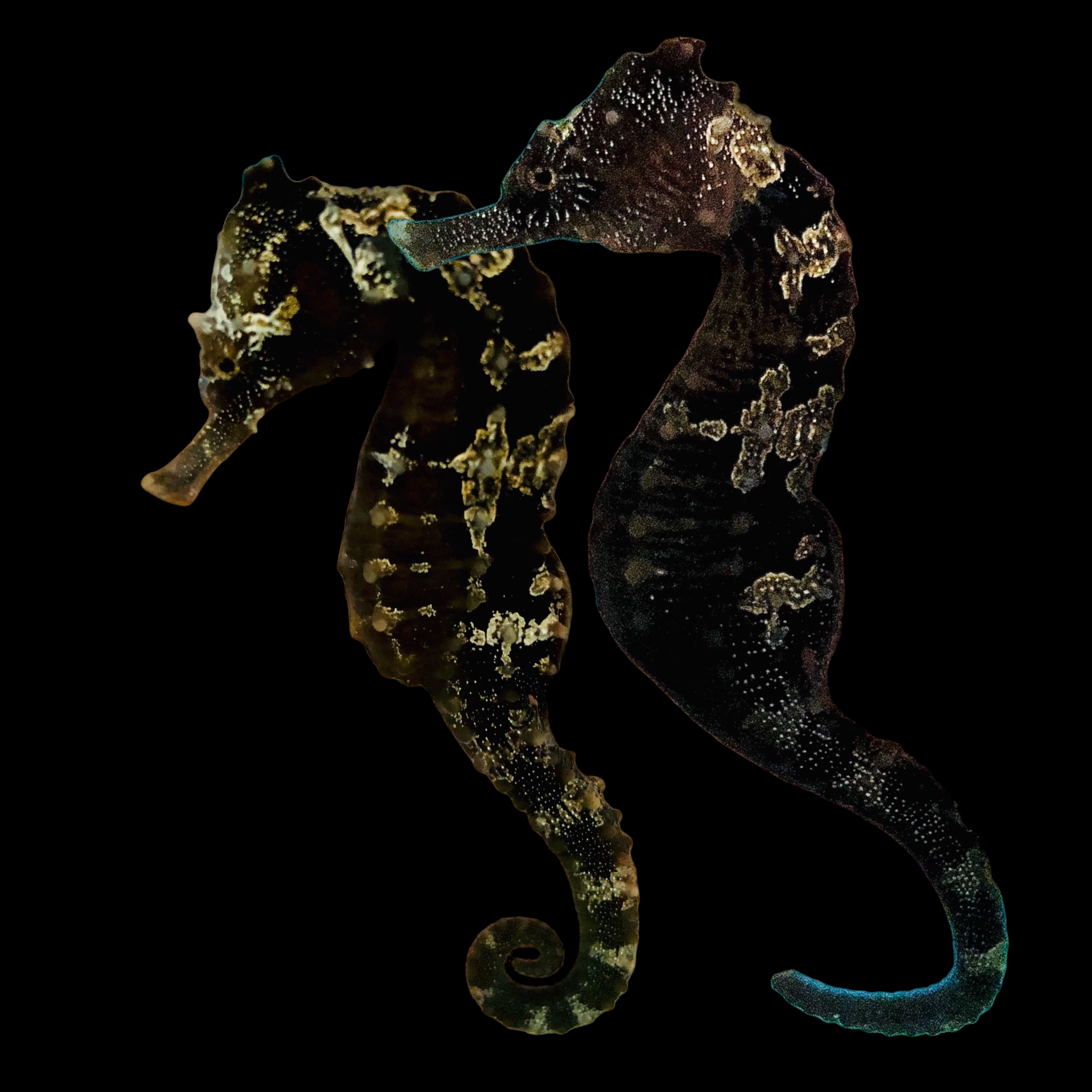 Captive Bred Dark Silver-Saddled Erectus Seahorse-Pair