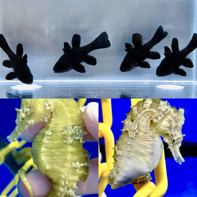 Trio of Captive Bred Black Cardinals and Pair of Saddled Erectus Seahorses