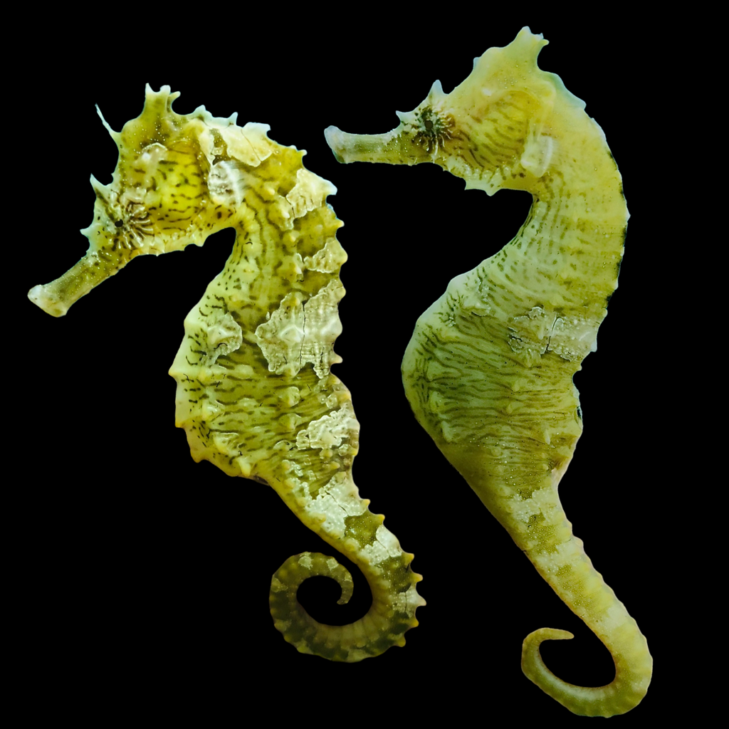 Captive Bred Saddled Hippocampus Erectus Seahorse-Pair #16