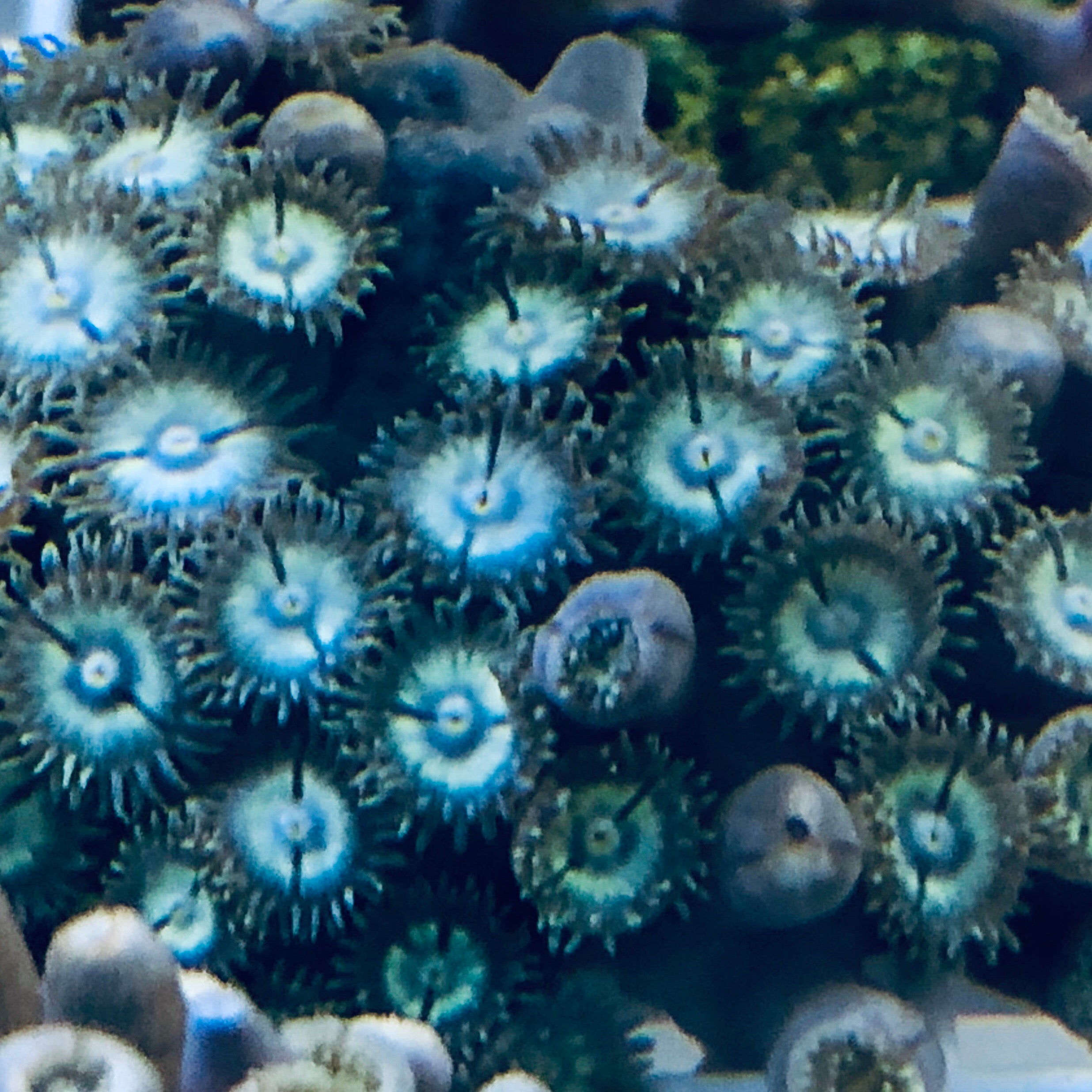 SPECIAL-Blue Caribbean Zoanthid Frag