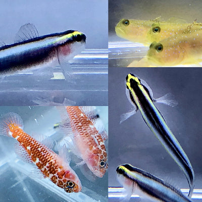 Goby Pack-Yellow Watchman Goby, Sharknose Goby, Dwarf Whitespotted Goby