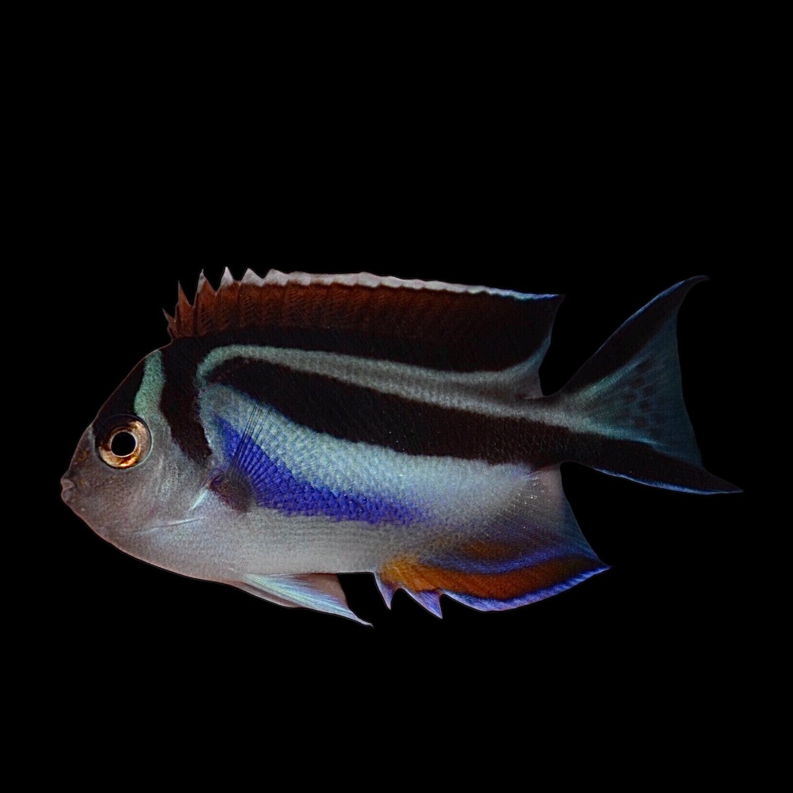 Aquarium Conditioned-Bellus Angelfish (Female)
