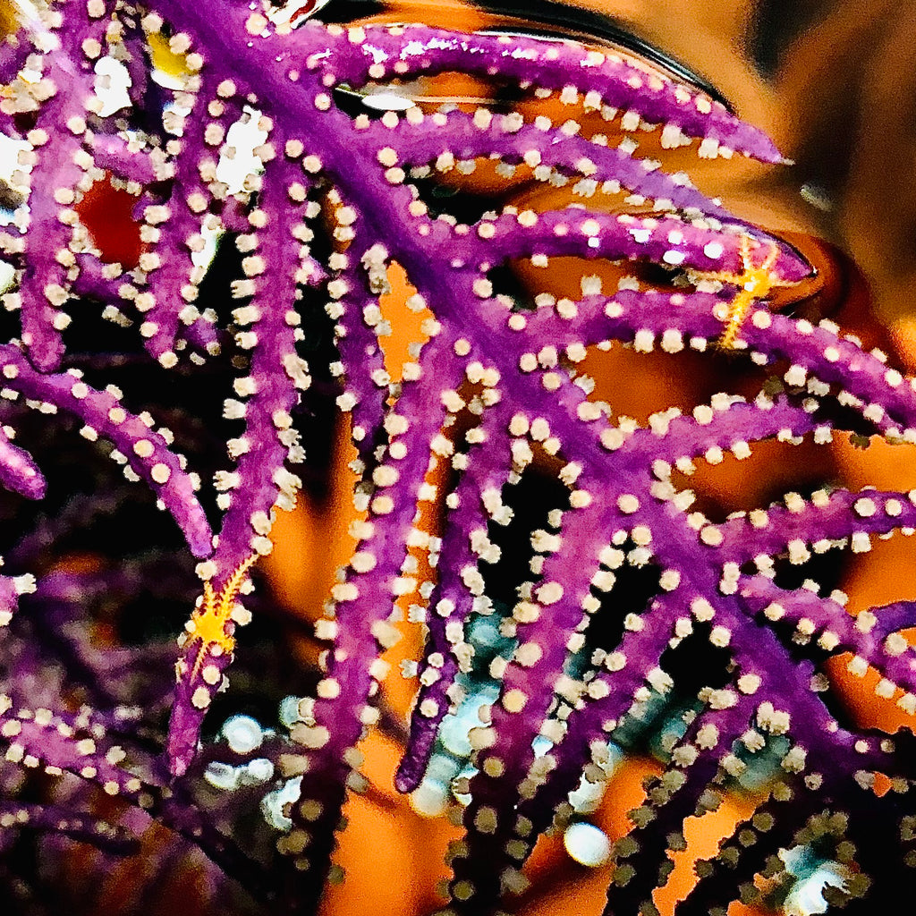 Purple Frilly Gorgonian with Symbiotic Neon Orange Micro Starfish-Photosynthetic