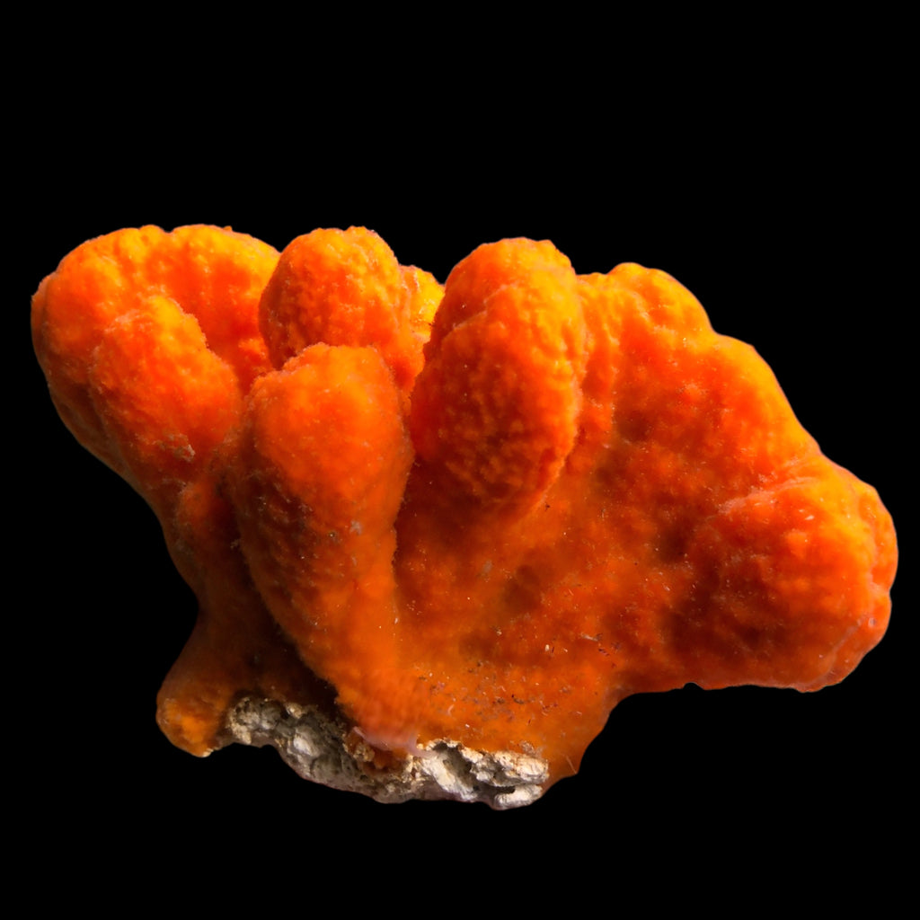 Orange Knobby Sponge