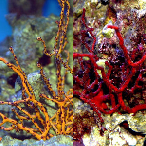 CYBER MONDAY SPECIAL-One Red Finger and One Yellow Finger Gorgonian Two Pack