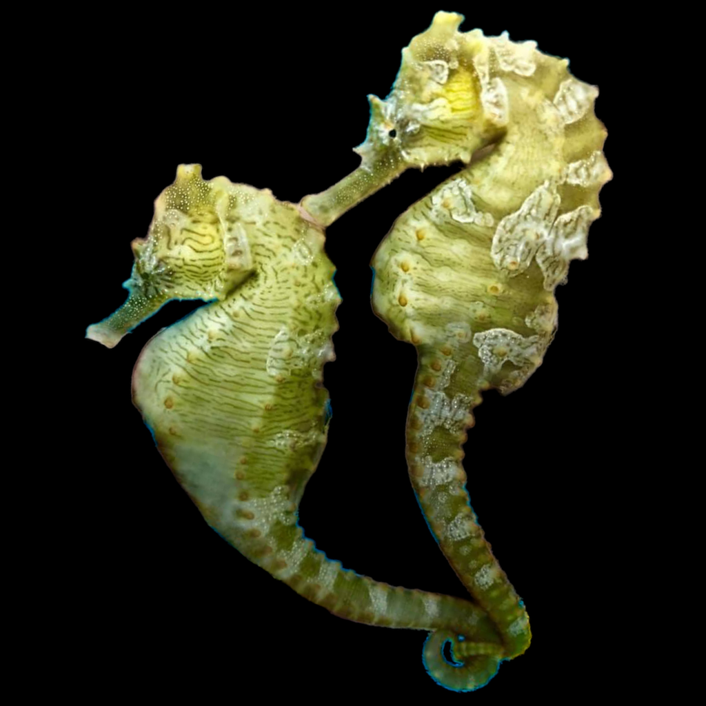 Captive Bred Saddled Erectus Seahorse Male/Female Pair (Most Popular)