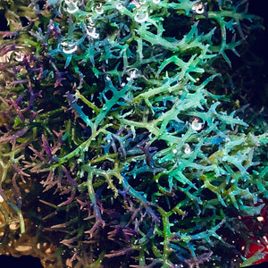 Blue Hypnea Macroalgae