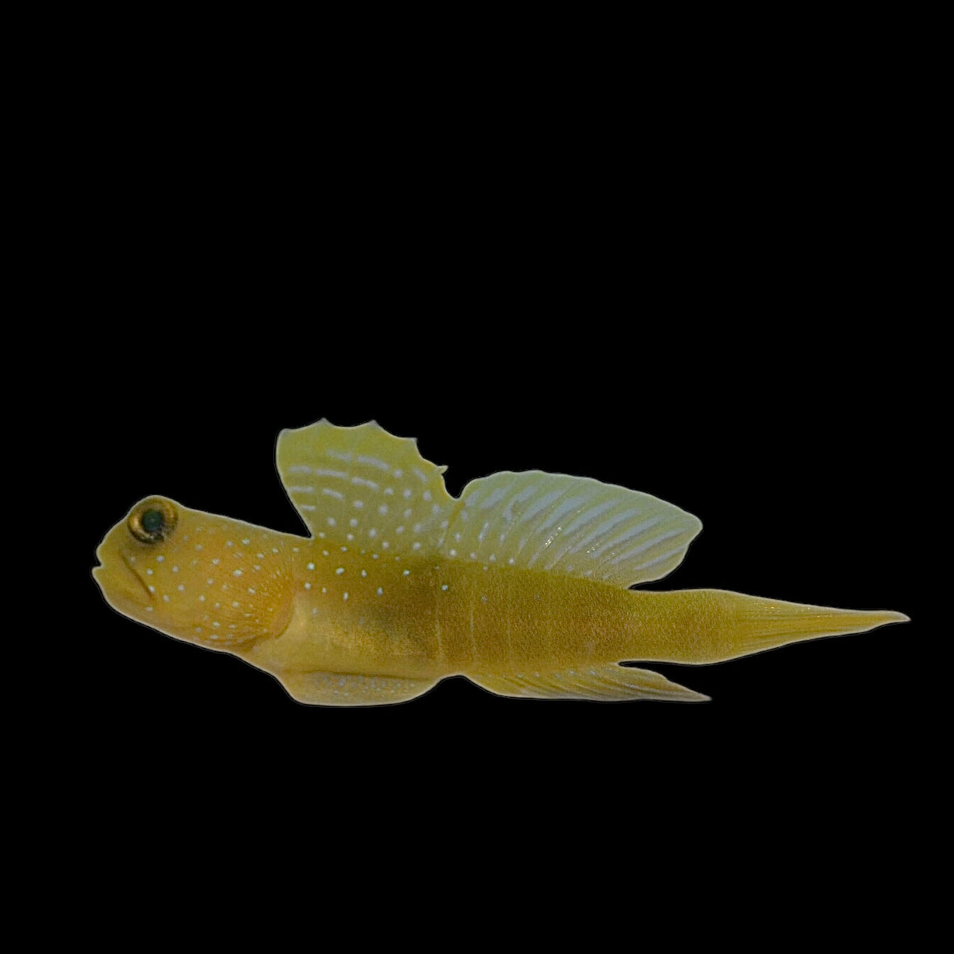 Aquarium Conditioned-Yellow Watchman Goby