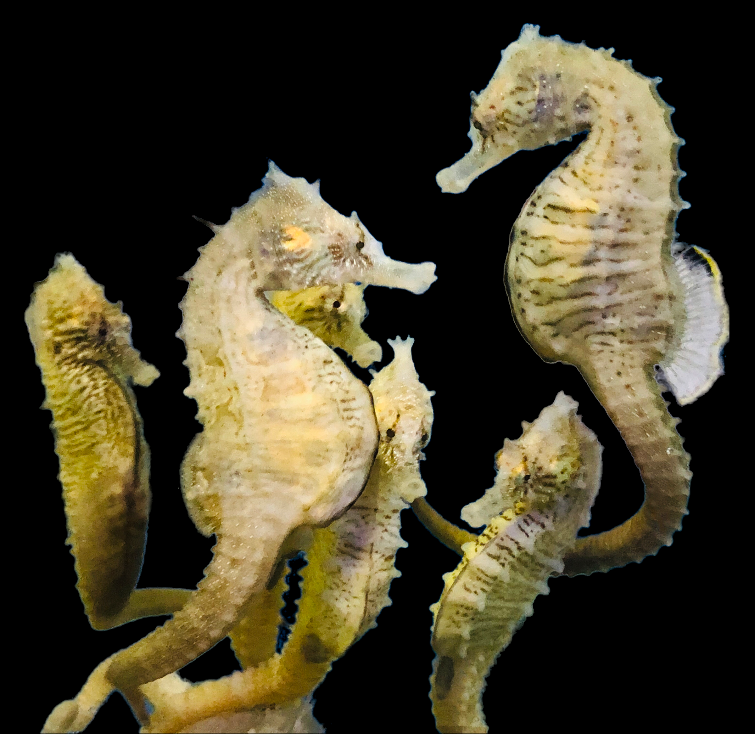 Captive Bred-Northern H. Erectus Seahorse-Single