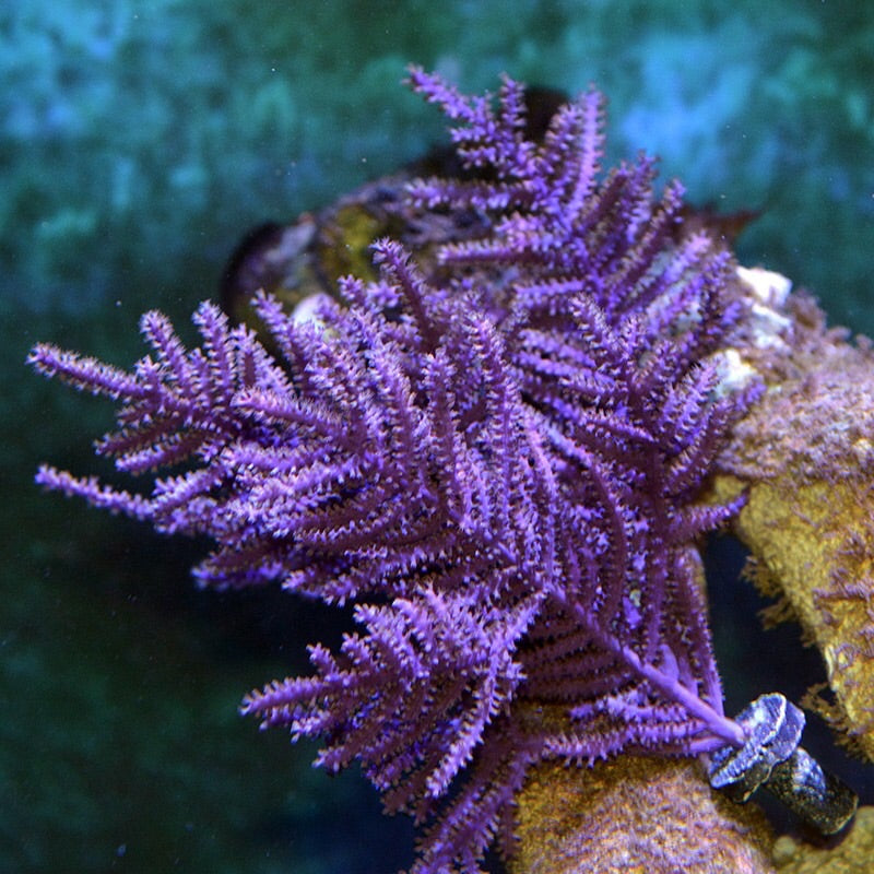 Purple Frilly Gorgonian-Photosynthetic