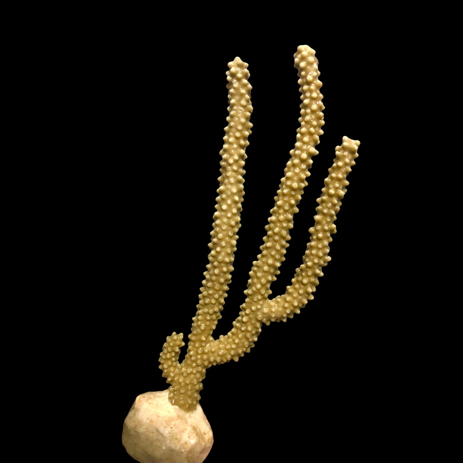 Golden Knobby Gorgonian-Photosynthetic