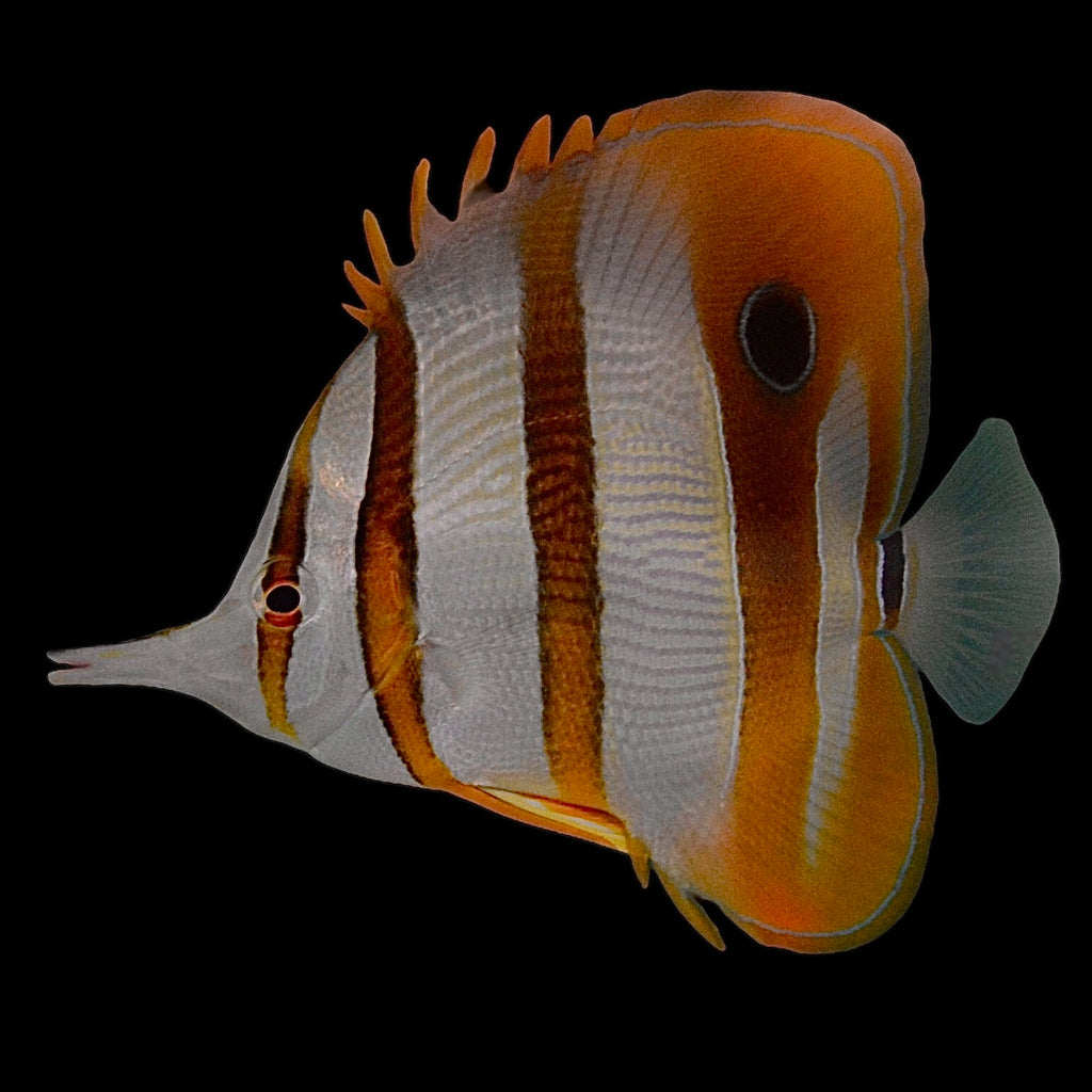 Aquarium Conditioned-Copperband Butterflyfish