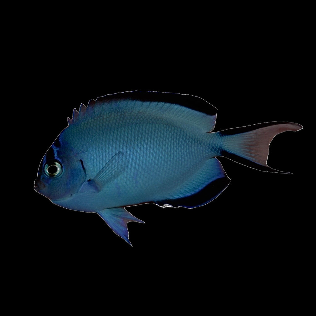 Aquarium Conditioned-Watanabe Angelfish-Female