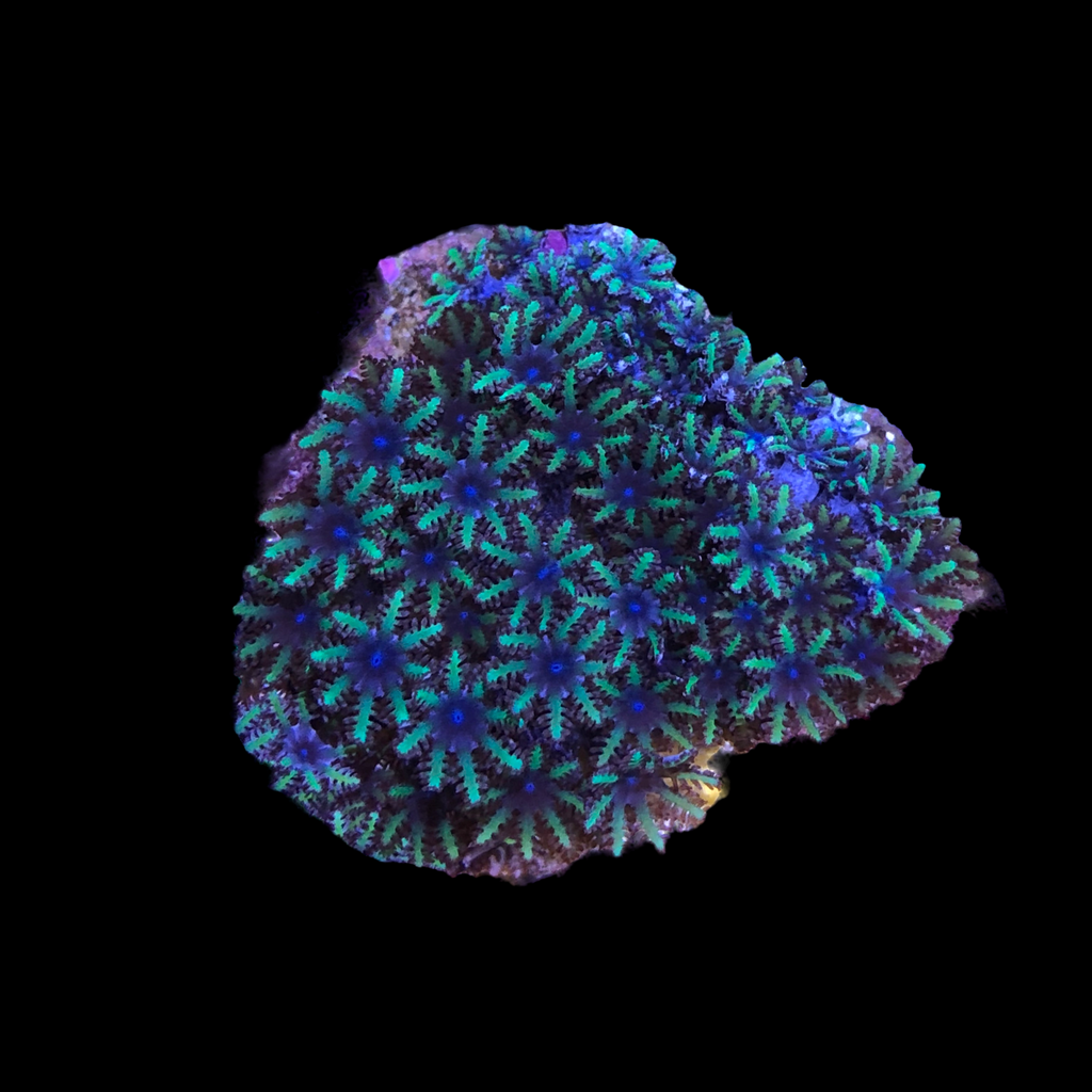 Blue Sympodium Soft Coral-Frag (Very Popular)