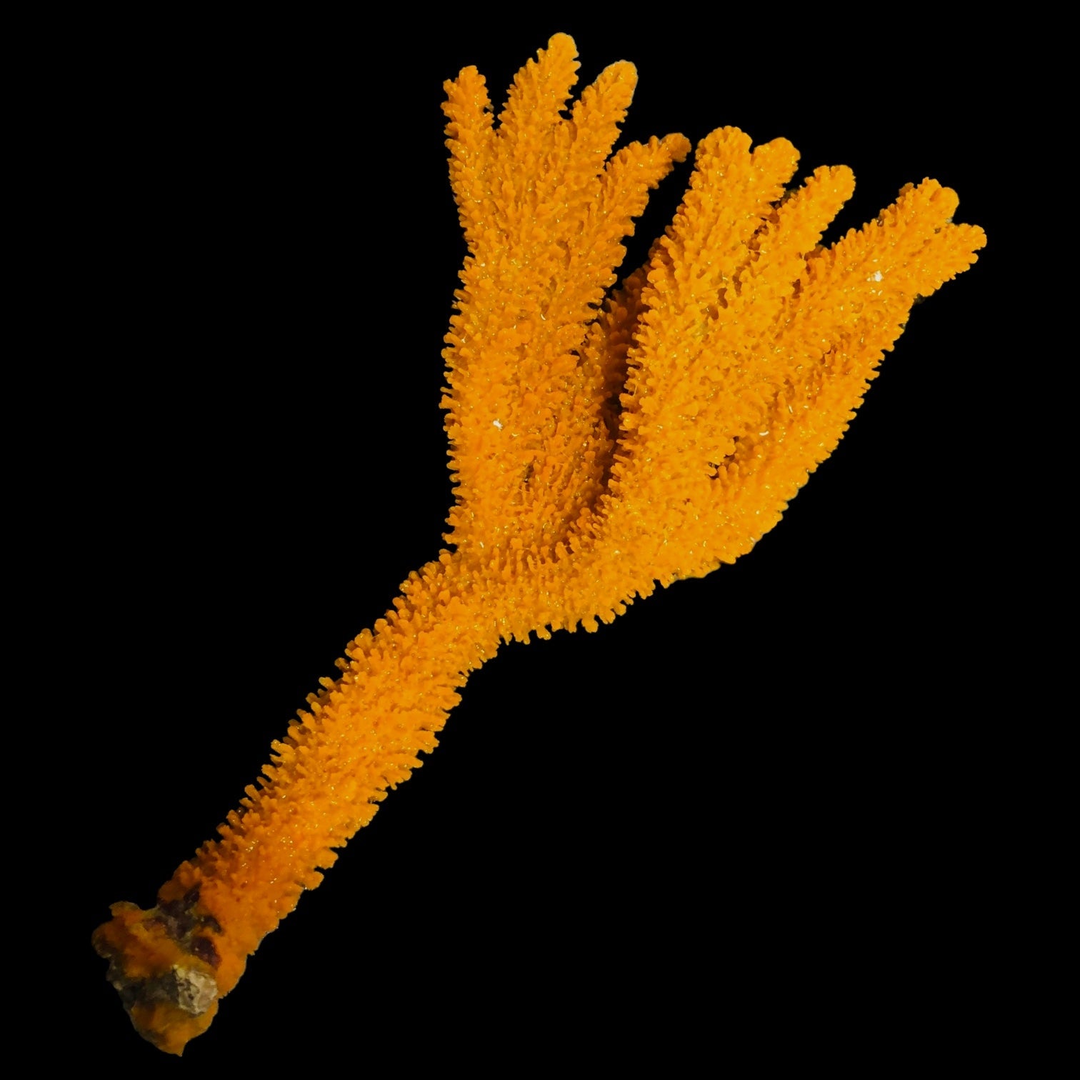 Deepwater Orange-Yellow Frilly Tree Sponge