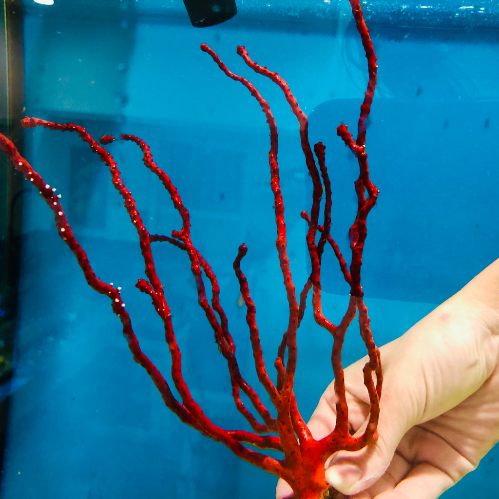 WYSIWYG-Large Red Finger Gorgonian