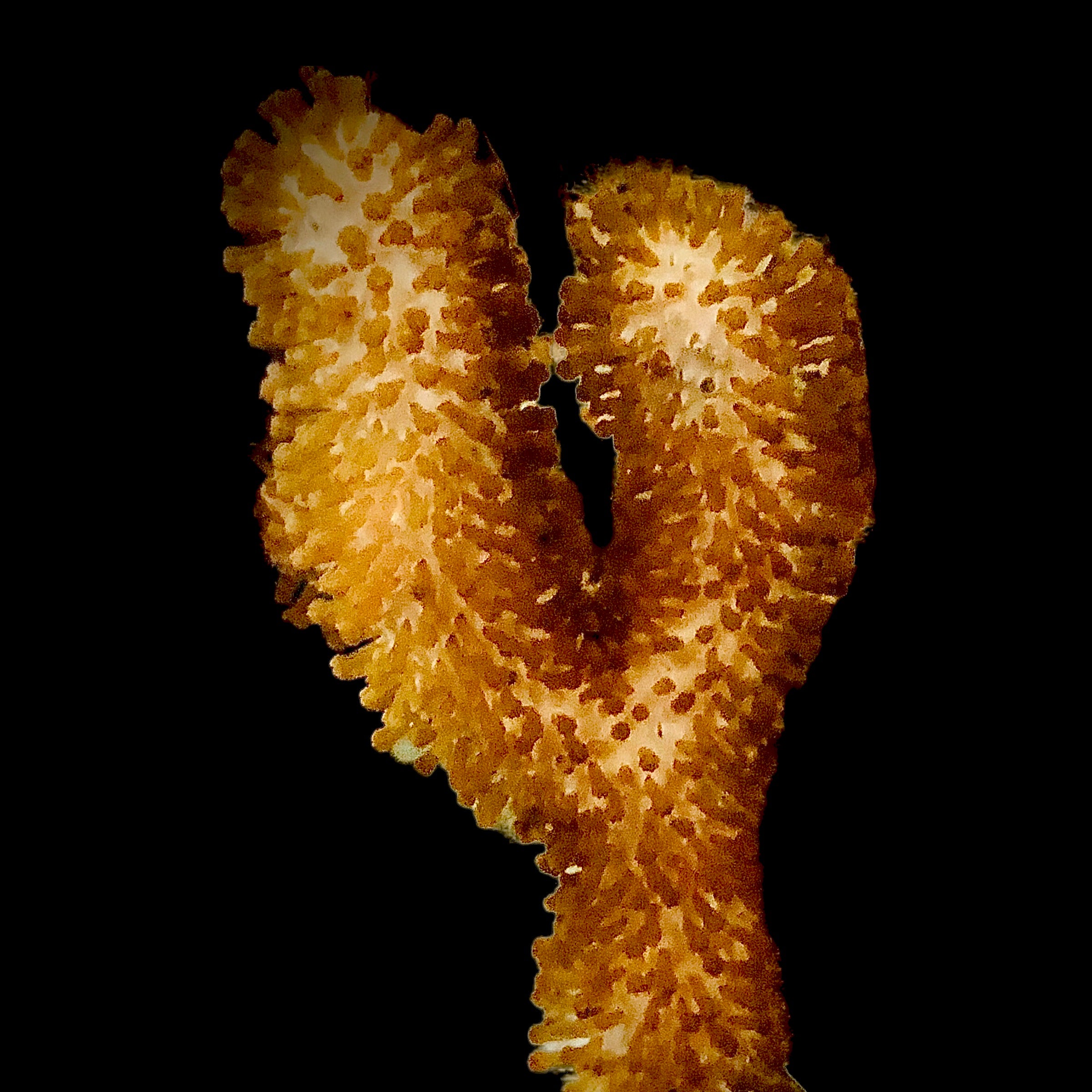 Deepwater Thick Giant Slit Pore Gorgonian-Photosynthetic
