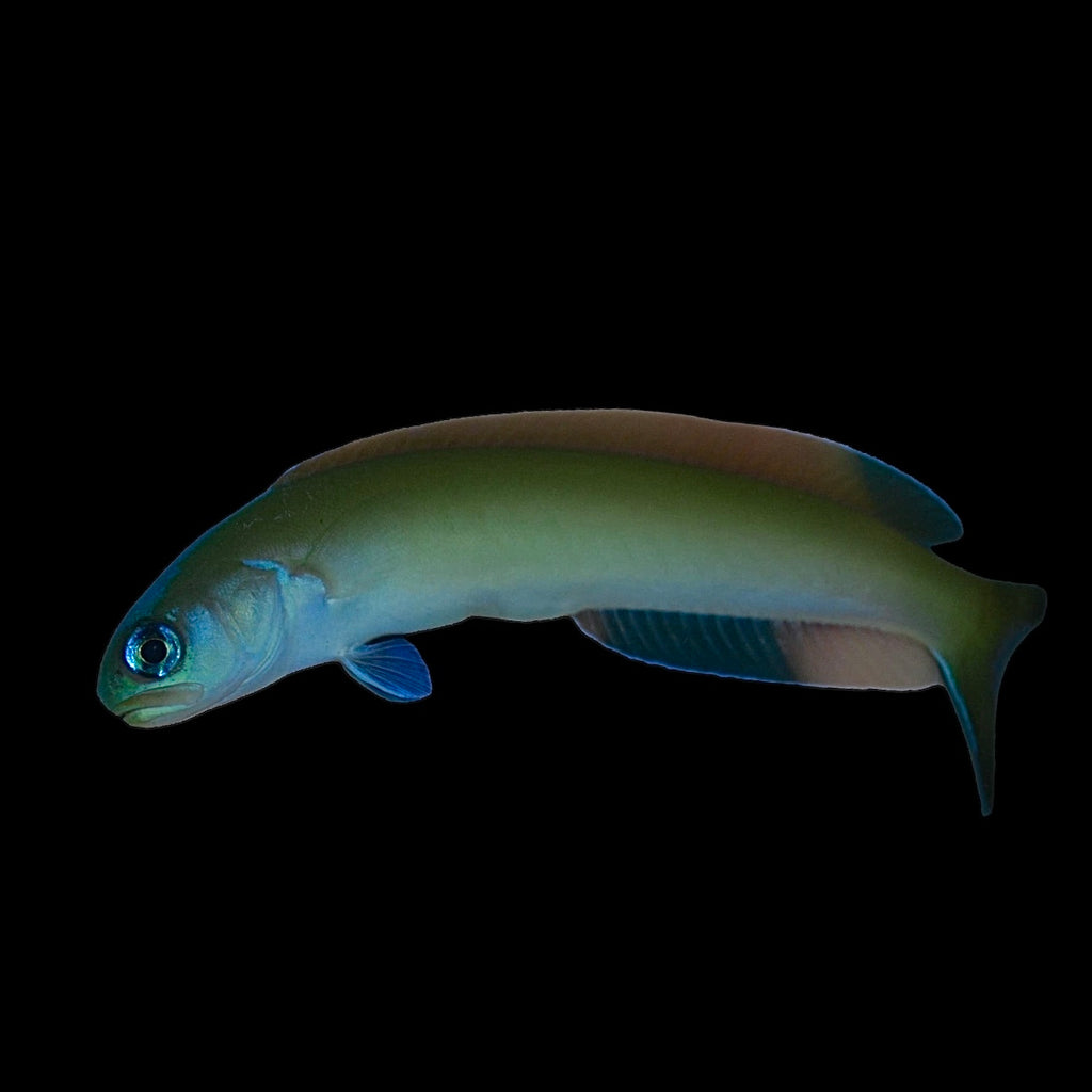 Blueface Tilefish