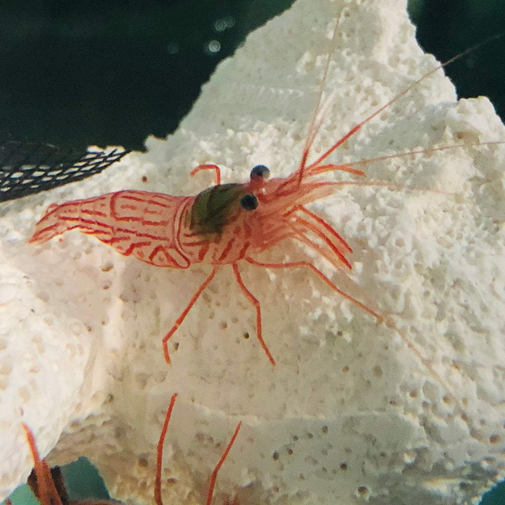Peppermint Shrimp (Most Popular)