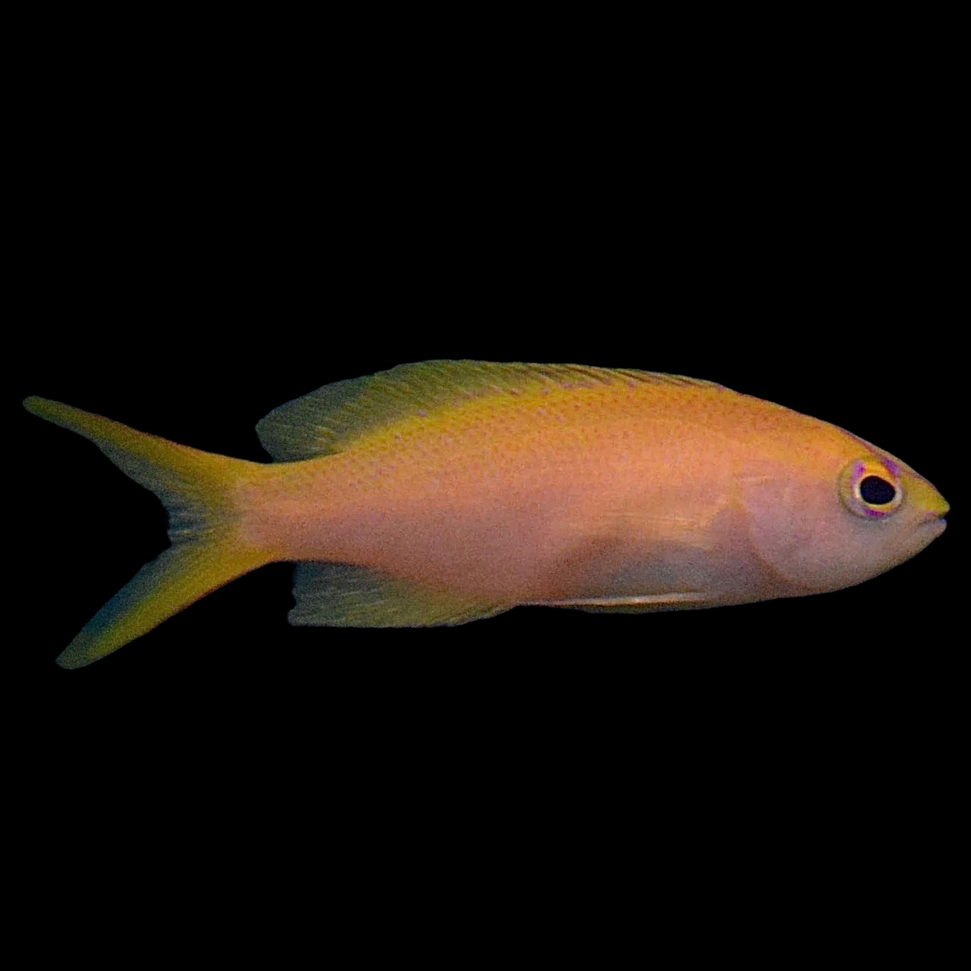 Aquarium Conditioned-Sunset Parvirostris Anthias (Female)