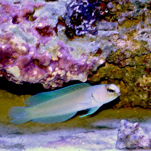 Aquarium Conditioned-Pearly Yellowhead Jawfish