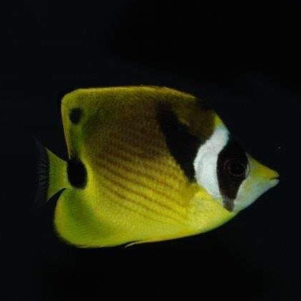 Aquarium Conditioned-Racoon Butterflyfish (Large Size)