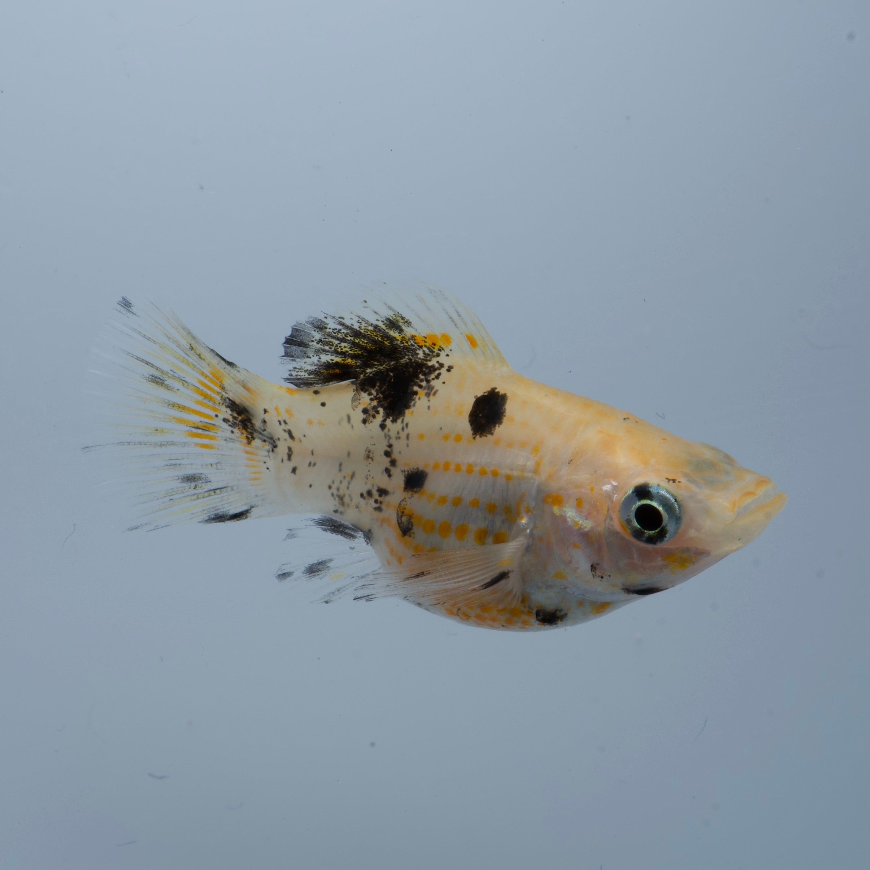 Saltwater Conditioned Copper Calico Balloon Molly (Great Algae Eaters!)