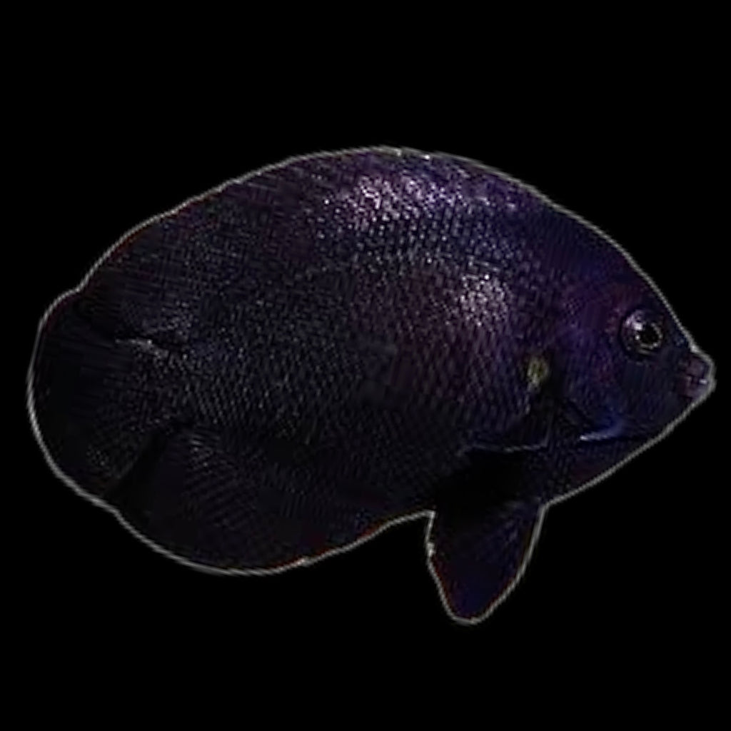 Aquarium Conditioned-Midnight Black Nox Dwarf Angelfish