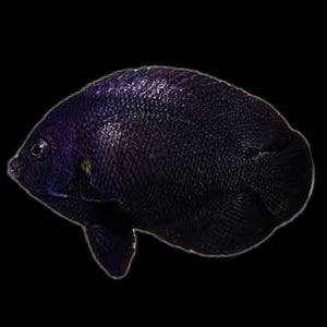 Aquarium Conditioned-Midnight Black Nox Dwarf Angelfish