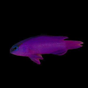 Aquarium Conditioned-Black Cap Basslet