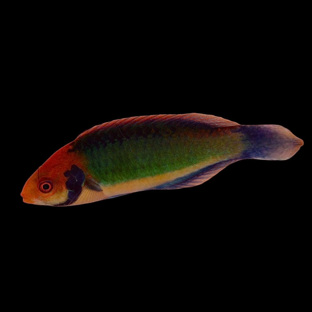 Aquarium Conditioned-Red Head Solarensis Fairy Wrasse
