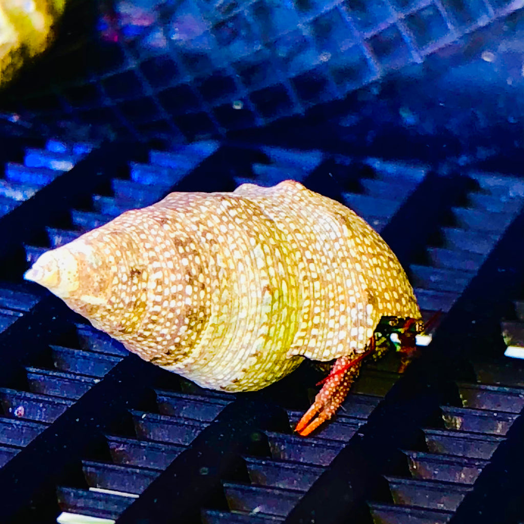 Mexican Red Leg Hermit Crab (Popular)