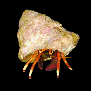 SPECIAL-12 Pack-Orange Claw Hermit Crabs-Amazing Algae Eaters (Popular)