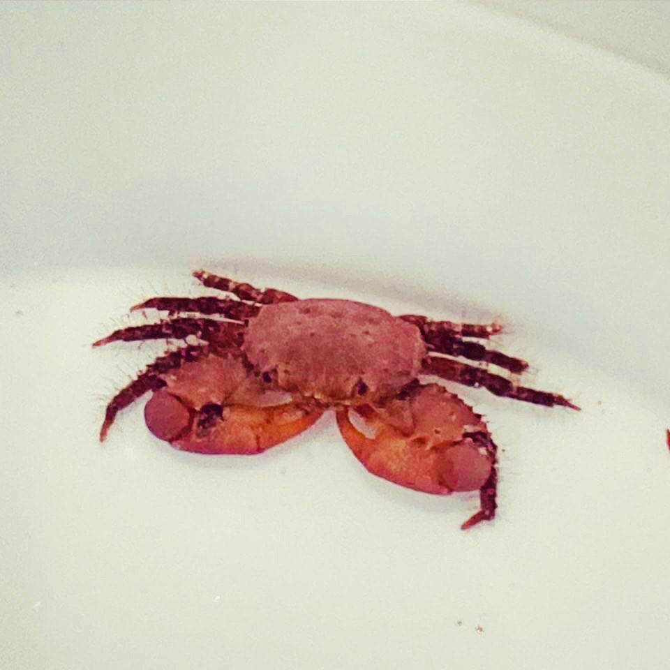 Ruby Red Crab (Popular)