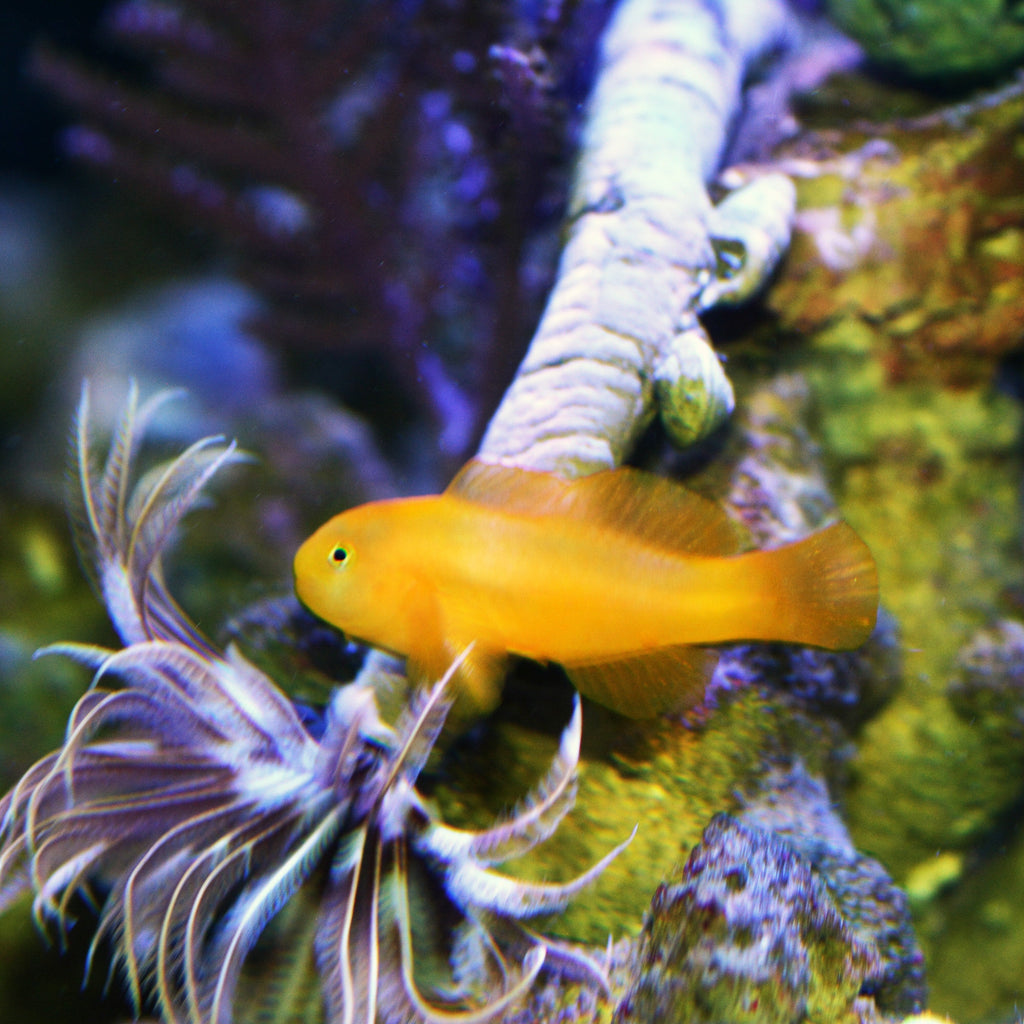 Aquarium Conditioned-Yellow Clown Goby