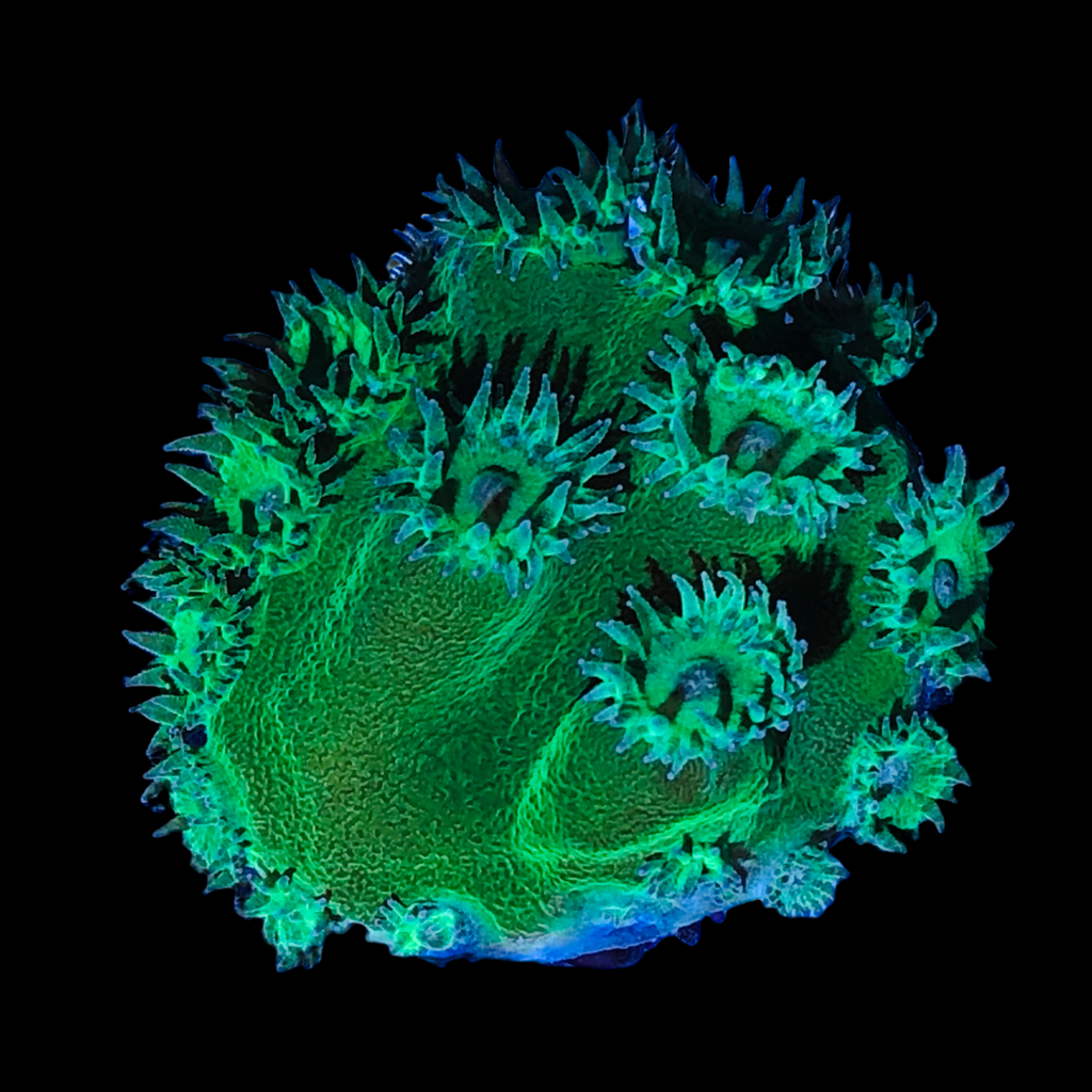 Australian Neon Pagoda Cup Coral-Aquacultured (Small Frag)