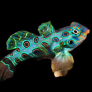 Aquarium Conditioned-Spotted Target Mandarin