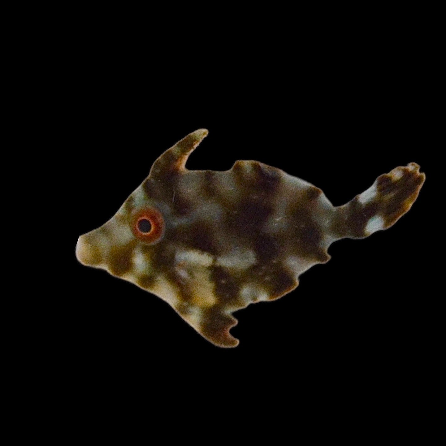 Aquarium Conditioned-Aiptasia Eating Filefish (Matted Filefish)