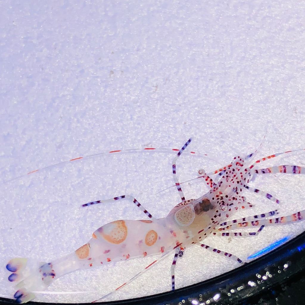 NEW ARRIVAL Spotted Cleaner Shrimp