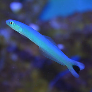 Aquarium Conditioned-Blue Gudgeon Dartfish (School of 3)