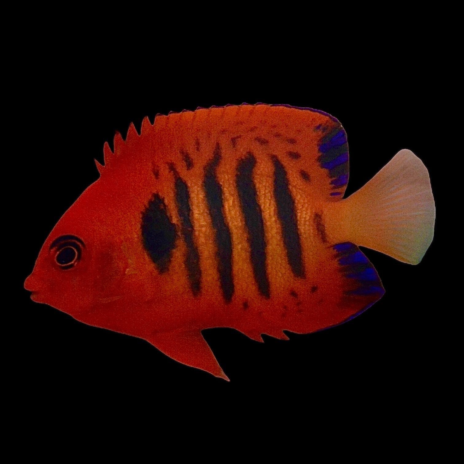 Aquarium Conditioned-Flame Angelfish