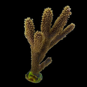 Black Sea Rod Gorgonian-Photosynthetic