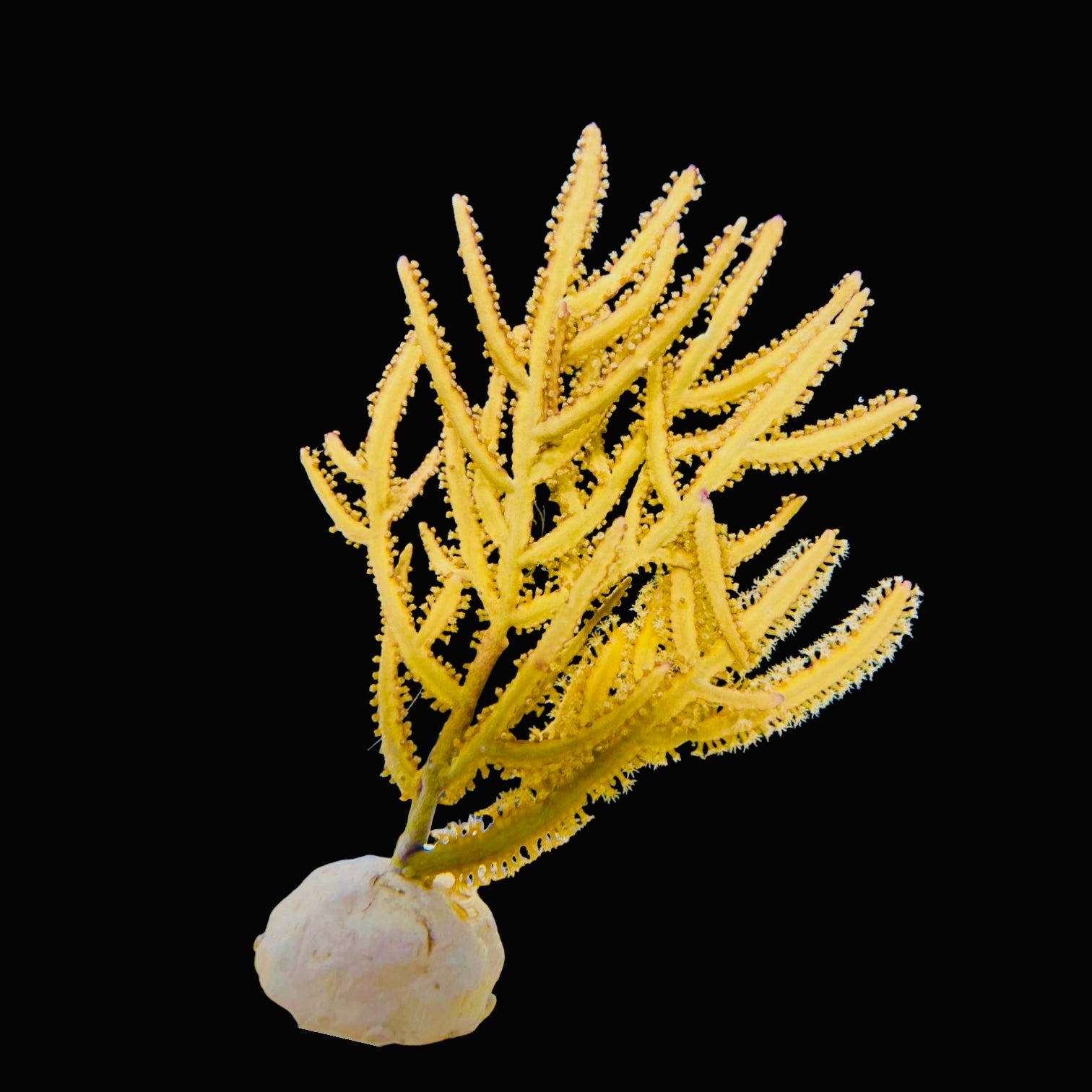 Gold Lace Gorgonian-Photosynthetic