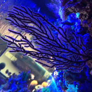 Regal Dark Purple Sea Fan