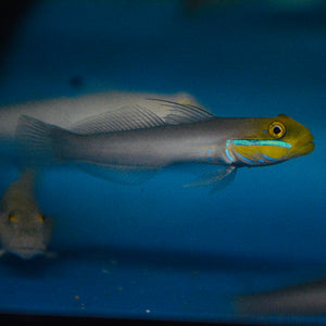 Aquarium Conditioned-Gold Head Sleeper Goby (Sand Sifters)