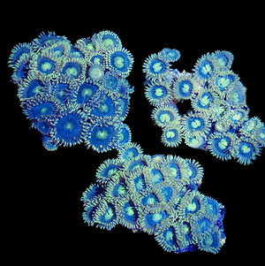 SPECIAL-Blue Caribbean Zoanthid Frag