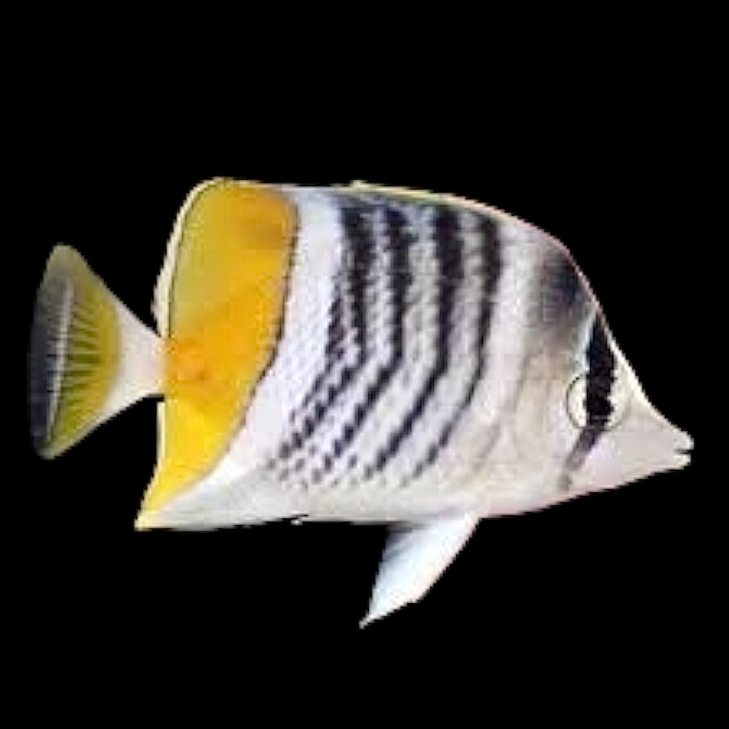 Aquarium Conditioned-Martensii Butterflyfish